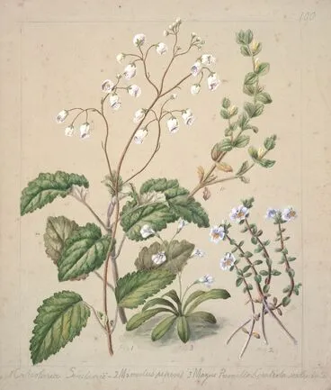 Image: [Calceolaria sinclarii; Mimulus repens; Mazus pumilio]