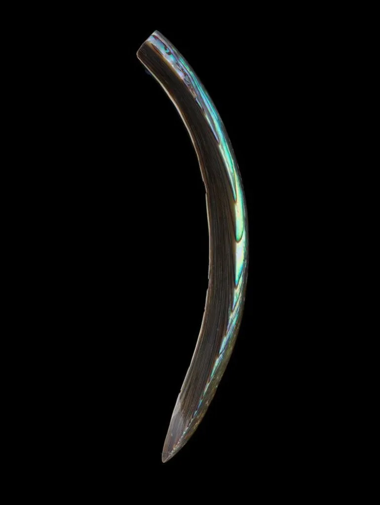 Image: Aurei (cloak pin)