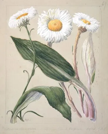 Image: Celmisia holosericea; Celmisia hybrid(?) (New Zealand mountain daisies)