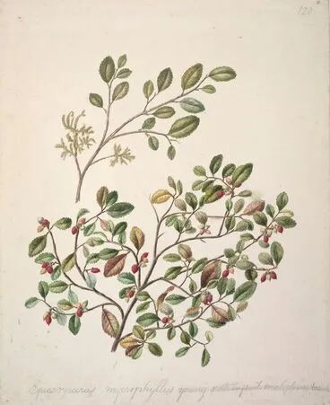 Image: Streblus heterophyllus/ Small-leaved milk tree/Turepo.