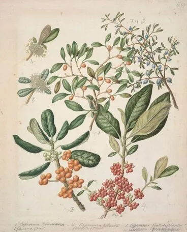Image: Coprosma repens.(Taupata. Looking glass plant); Coprosma robusta.( Karamu); Coprosma foetidissima.(Stinkwood); Coprosma propinqua.(Mingimingi).