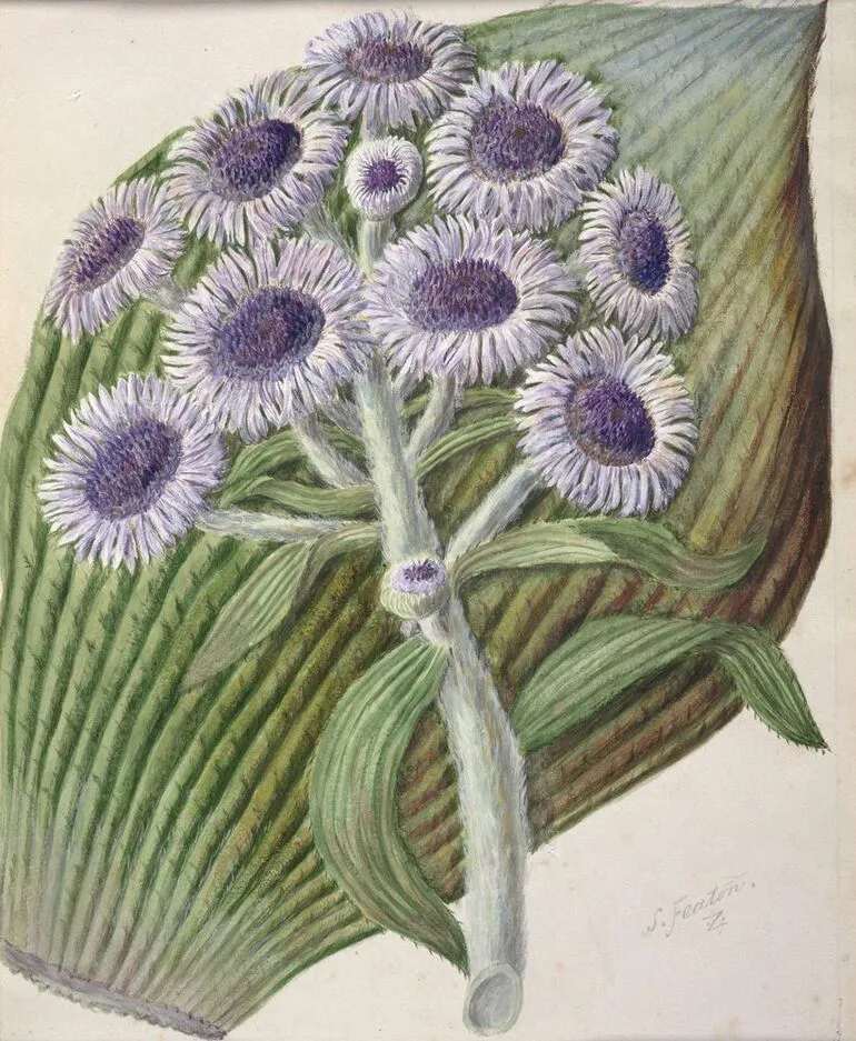 Image: Antarctic daisy