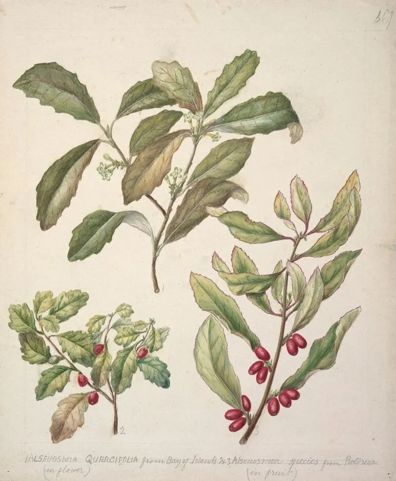Image: Alseuosmia