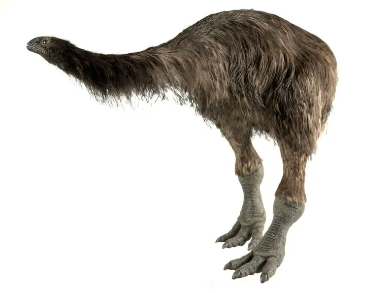 Image: Coastal Moa, Euryapteryx curtus