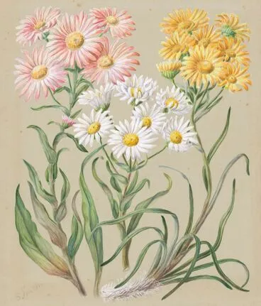 Image: Celmisia incana (White mountain musk or Woolly mountain daisy); Celmisia coriacea (Silvery cotton daisy); Celmisia larcifolia (Needle-leaved mountain daisy).