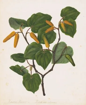 Image: Kawa kawa, Macropiper excelsum
