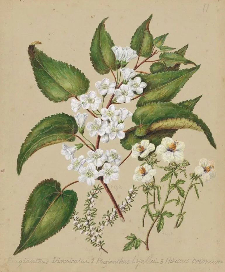 Image: [Plagianthus divaricatus; Plagianthus lyallii; Hibiscus trianium;]