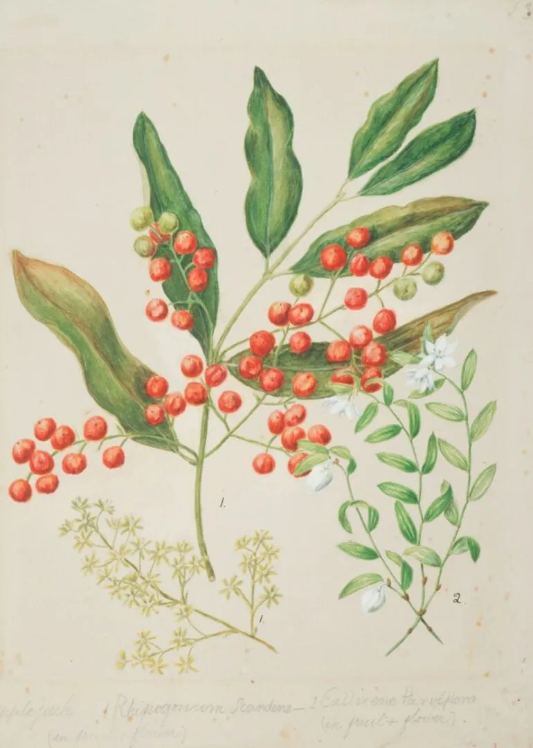 Image: Ripogonum scandens; Luzuriaga parviflora