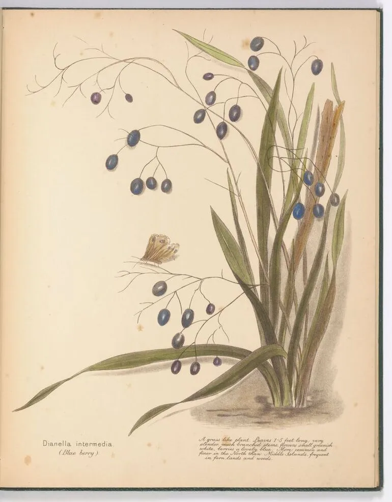 Image: Dianella intermedia (Blue berry). Plate 9. From the book: New Zealand berries