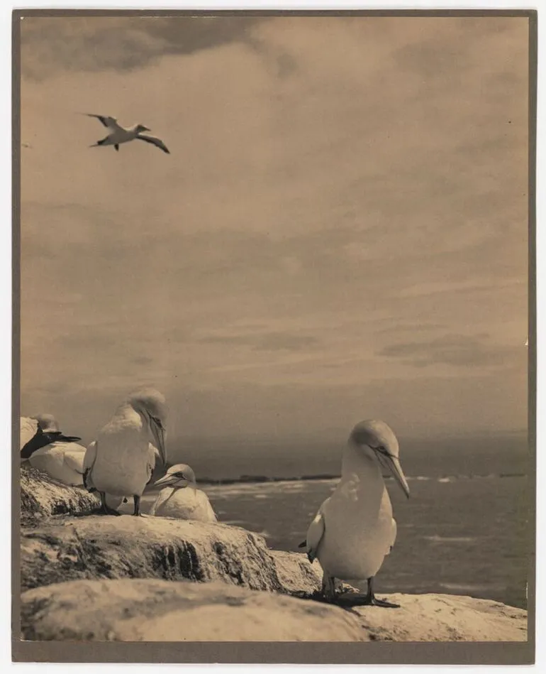 Image: Gannets