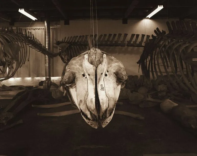 Image: Orca skull, Taranaki St., Wellington, 4 October 1995