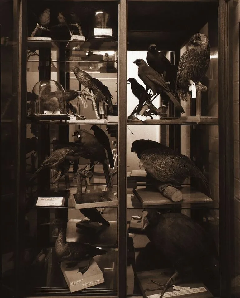 Image: Rare and extinct birds case