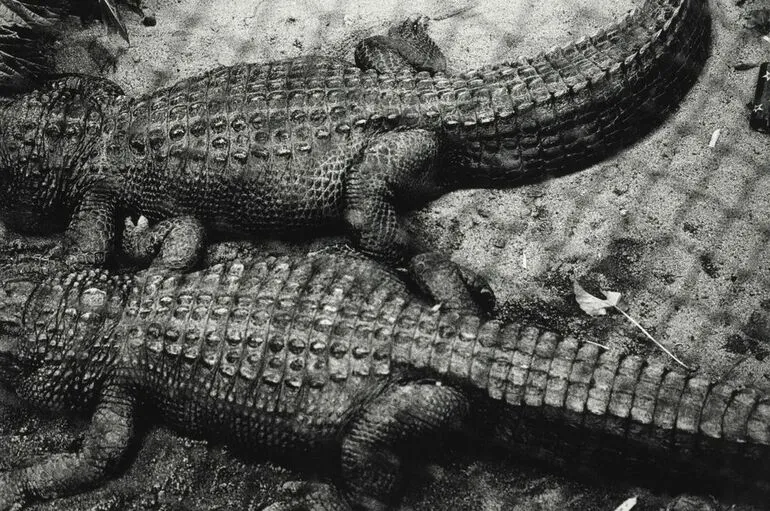 Image: Alligators