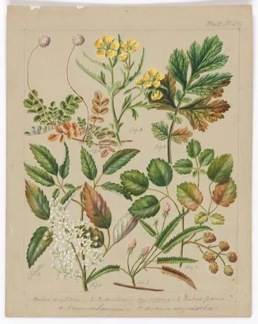 Image: [Rubus australis; R.australis - globra; R.parva; Genn urbanum; Acaena sanguisorboe]