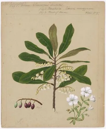 Image: [Hinau - Eloeocarpus dentatus; Rauhina - linum monogynum.]