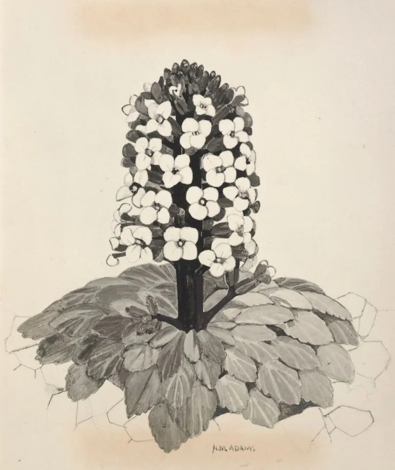 Image: Cruciferae - Notothlaspi rosulatum