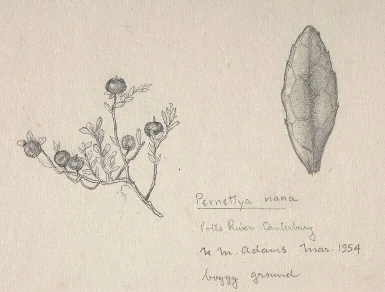 Image: Ericaceae - Pernettya nana