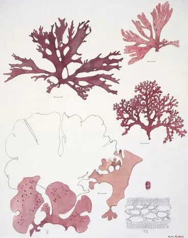 Image: Watercolour illustration of the Kallymeniaceae algae, Plate 75 from 'Seaweeds of New Zealand'