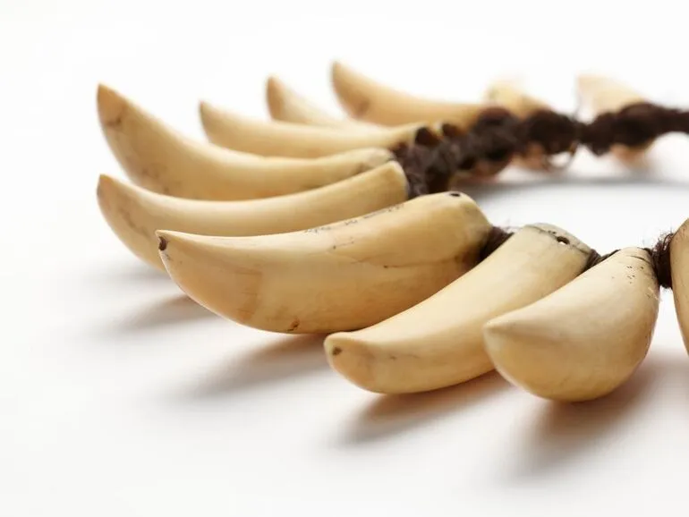 Image: Vuasagale (sperm whale tooth necklace)