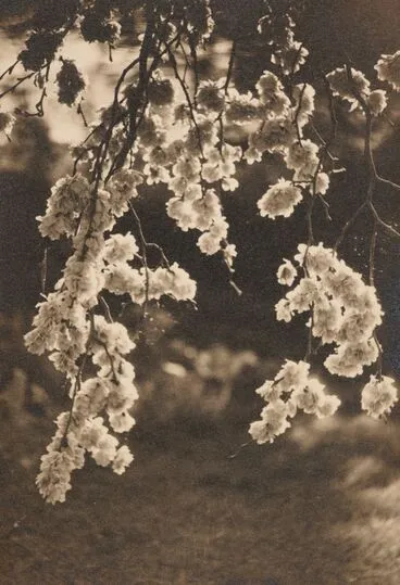 Image: Elm blossom
