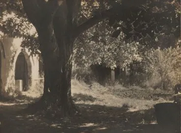 Image: The old walnut tree