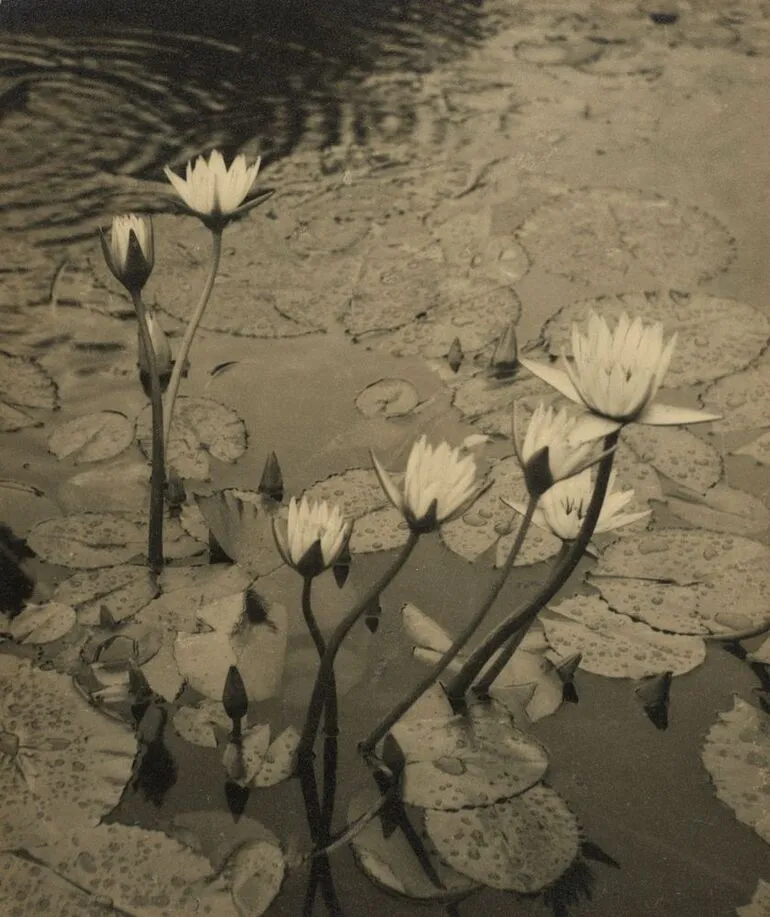 Image: Water lilies