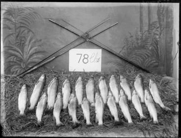 Image: Two rows of fish laid on grass, with two fishing rods leaning against painted studio backdrop, sign reading '78 lbs', probably Christchurch district