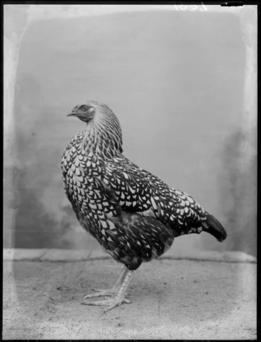Image: A hen
