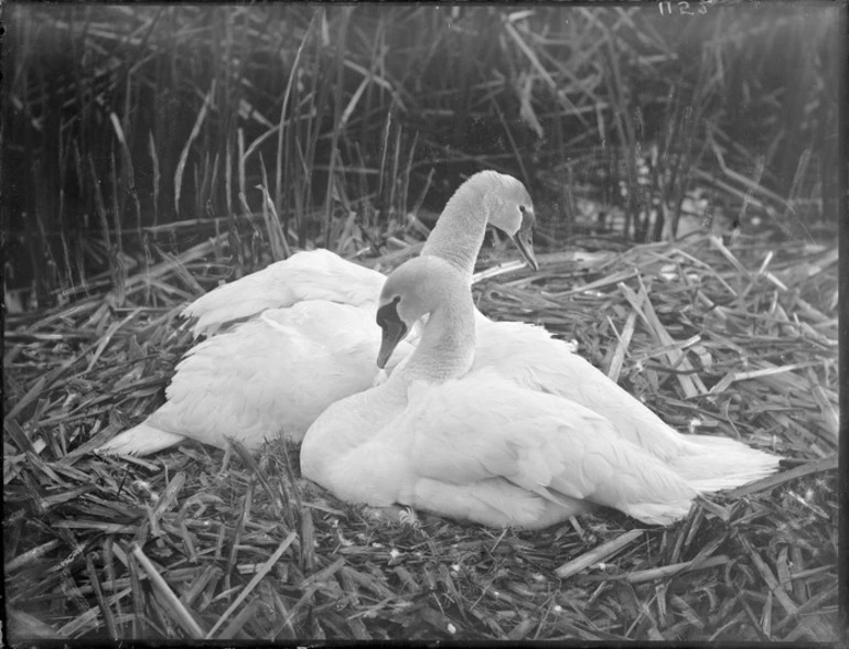 Image: Nesting pair of swans in a reed bed wetlands area, probably Christchurch region