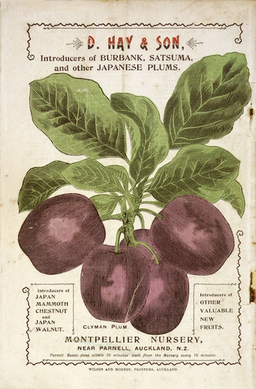 Image: D Hay & Son, Nurserymen :D. Hay & Son, introducers of Burbank, Satsuma, and other Japanese plums. Clyman plum. Montpellier Nursery near Parnell, Auckland, N. Z. [Catalogue back cover]. 1899.