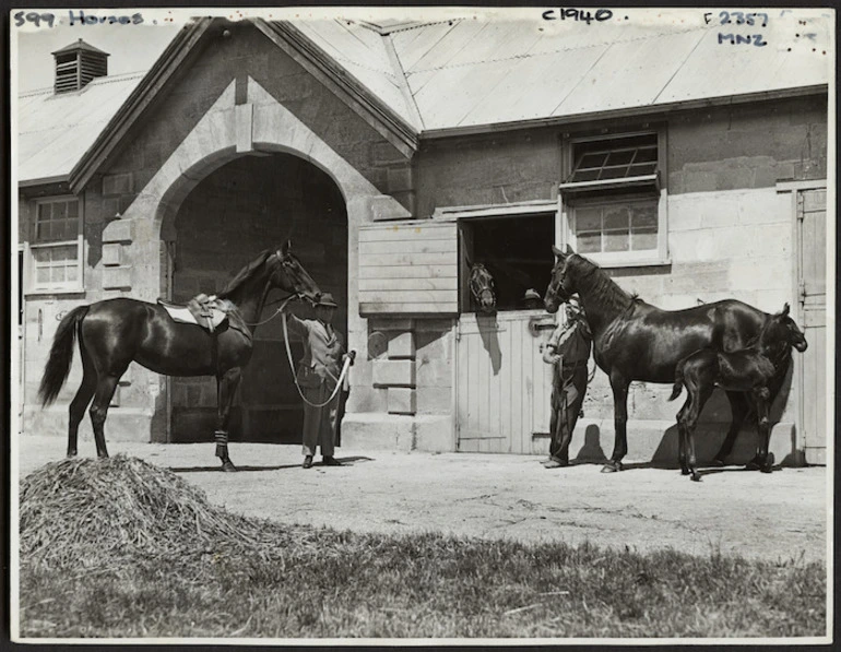 Image: Sire, dam, and sisters of racehorse Phar Lap, Elderslie Stud, near Oamaru - Photograph taken by Green and Hahn