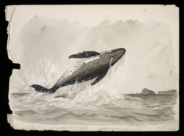 Image: Ryan, Thomas, 1864-1927 :"E piki ana ki runga"; a whale breaching off Whangamumu. "Whale breaching". July 3. 95.