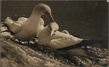Image: Pair of gannets