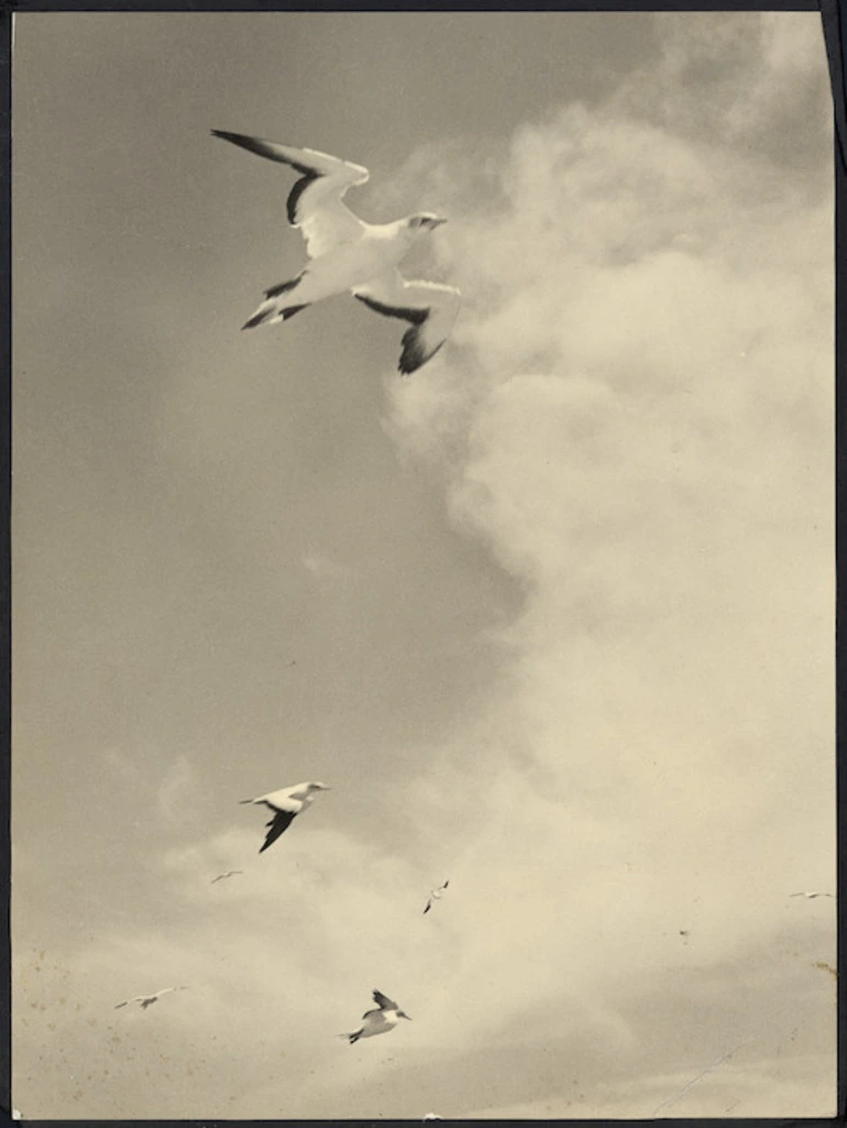 Image: Gannets in flight