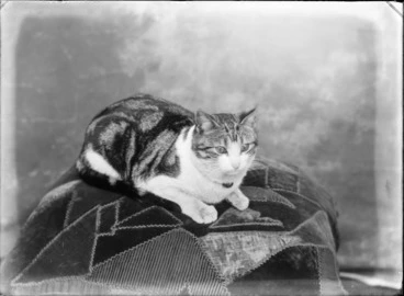 Image: Studio portrait of a tabby cat sitting on a cushion, Christchurch