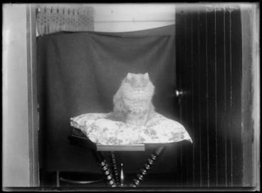 Image: Portrait of a fluffy cat, sitting on a floral cushion on a table, possibly Christchurch district