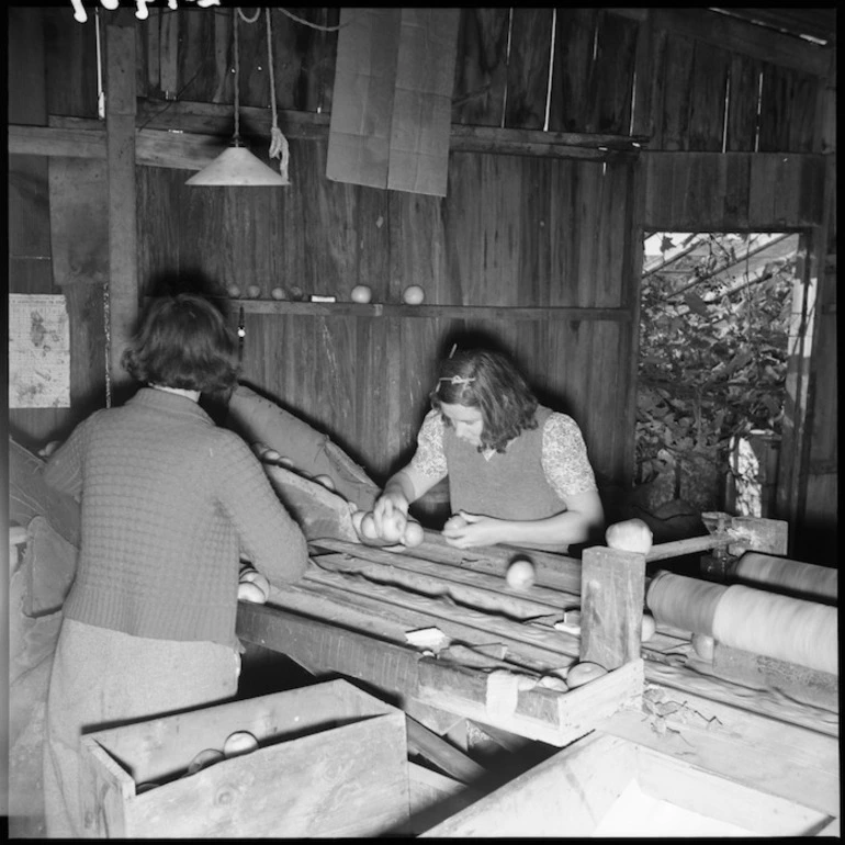 Image: Grading apples, Nelson region