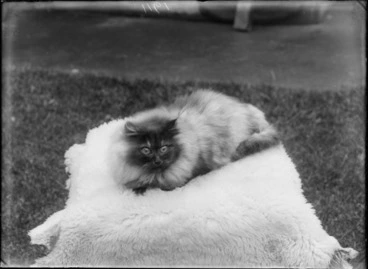 Image: Outdoor portrait of a longhaired cat sitting on a sheepskin rug, possibly Christchurch district