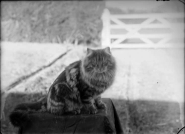 Image: Outdoor portrait of a large cat sitting on a cloth covered table with a wooden gate beyond, probably Christchurch region