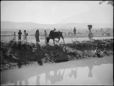 Image: Rural scene with animals and children beside a canal near Tura, Egypt - Photograph taken by George Kaye