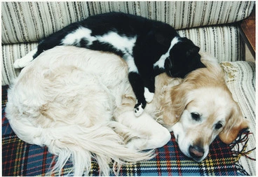 Image: A dog and a cat snuggle up together - Photograph taken by John Nicholson