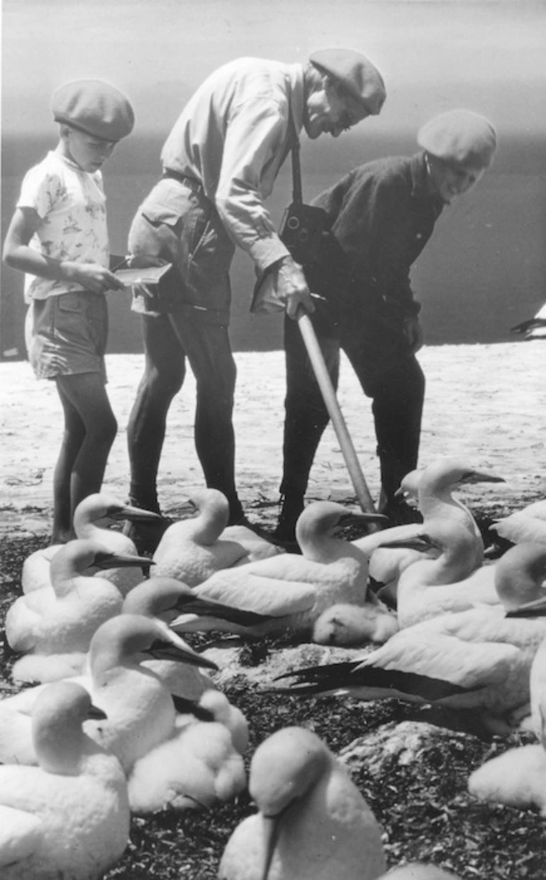 Image: Gannet warden and junior wildlife wardens checking young gannets