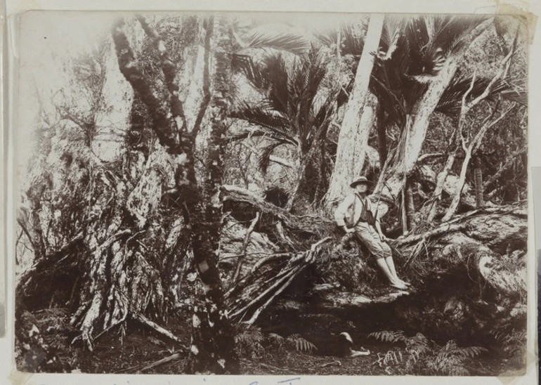 Image: King Bell, Raoul Island, Kermadec Islands