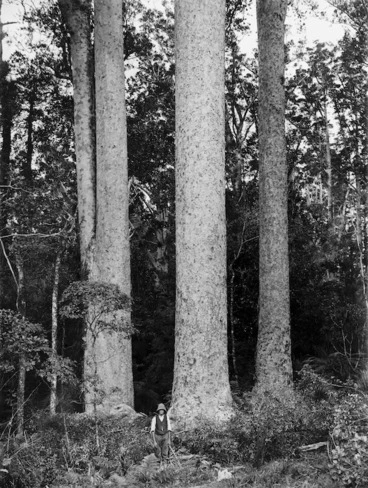 Image: Kauri trees