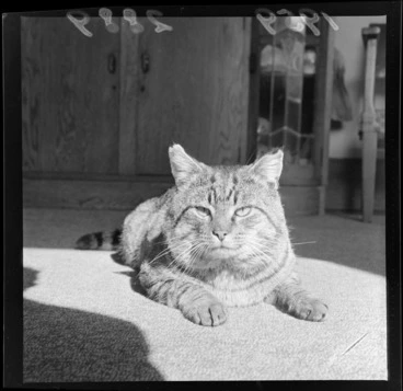 Image: A cat, location unidentified