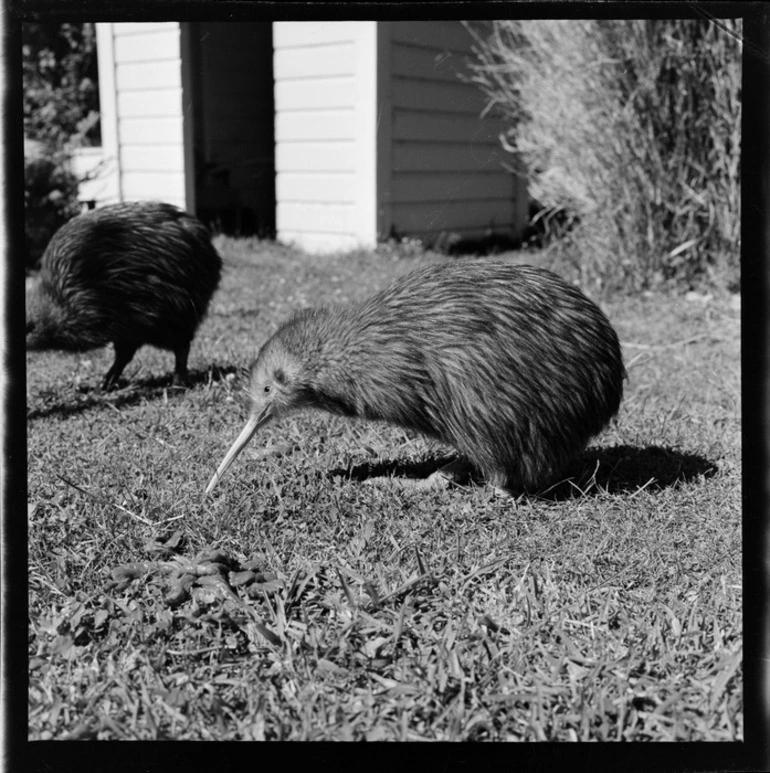 Image: Two Kiwi birds, unidentified location