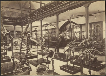 Image: Creator unknown : Photograph of moa skeletons, Canterbury Museum, Christchurch
