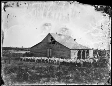 Image: Farm building, and sheep alongside, Rangitikei district