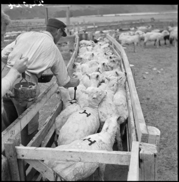 Image: Sheep branding, Grasmere Station, near Cass, Canterbury