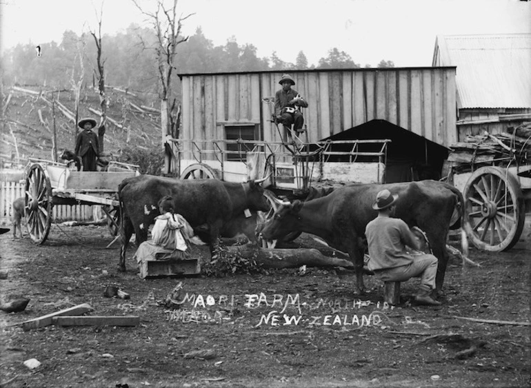 Image: Maori group at a farm in Winiata